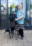 Christine-Brewster-Fun-Walk-Trustee-and-Essex-Therapy-Dogs-member-with-Ray-and-Skylar